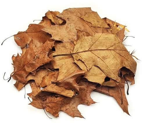 Generisch Roteichenblätter 20 STK. | Aquarium & Terrarium Laub als Versteck & Dekoration für Garnelen, Schnecken, Krebse & Welse | braune getrocknete Eichenlaub Blätter für Wasserpflege
