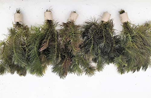 10 Bund Wasserpflanzen Teichpflanzen Ceratophyllum Hornkraut