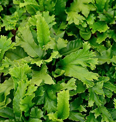 Hirschzungenfarn Digitata Cristpa - Asplenium scolopendrium - Gartenpflanze