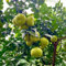 50 pcs Pomelo baum samen, säulenobst dekoration wohnzimmer seed best of zwergobstbäume nachhaltige geschenke bonzai baum pflanztopf winterharte kübelpflanzen baumsamen plants pflanzensamen