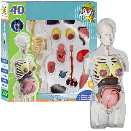Dewireaey Kindliches Anatomie Modell - Schwangerschaft Skelett Modell Spielzeug,Anatomie Lernspiel für Kinder Schule Zuhause Biologie Experimente