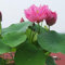 PERZOE 10 piezas de semillas de plantas de estanque de flores de lirio de agua de loto Bonsai, decoración de jardín Lirio de agua