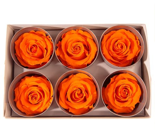 Echte Infinity Rosenköpfe, konserviert, 5-6 cm Durchmesser, 6 Stück, haltbar bis zu 3 Jahren, für Basteln, Sträuße, Kränze, Hochzeiten, Valentinstag, Muttertag, Weihnachten (Orange)