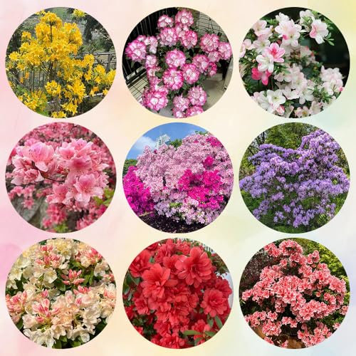rhododendron pflanze samen, azalee samen - pflanzen samen steinpflanzen winterhart (Rhododendron) blumen garten pflanzen für draußen blumendeko flower seeds blumen deko 120pcs