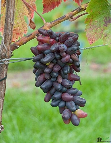 Weintraube Pflanze Souvenir Vitis Weinreben Datteltraube Dattelförmig winterhart Wein süß blau schwarz 60-100 cm im 2 Liter Topf