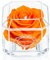 Eternal Petals A 100% Real Rose That Lasts A Year - The Perfect Unique Gift for Women and Men, A Birthday Gift - White Gold Solo with Multicolour Crystal (Orange)