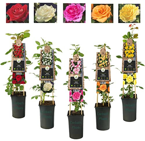 Climbing Rose in 2 Litre Pot - Golden, Pink, Red, White and Orange - Excellent Rose for Walls, Pillars Trellises and Arches (Red)