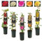 Climbing Rose in 2 Litre Pot - Golden, Pink, Red, White and Orange - Excellent Rose for Walls, Pillars Trellises and Arches (Red)
