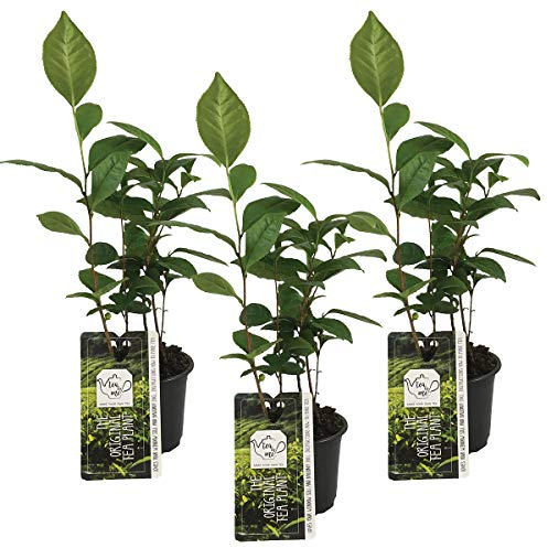 Bloomique - 3er Set - Camellia Sinensis - Echte Tee Pflanze - Machen Sie Ihren eigenen Tee - Winterhart - Höhe 20-30 cm - Topf 10,5 cm