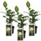 Bloomique - 3er Set - Camellia Sinensis - Echte Tee Pflanze - Machen Sie Ihren eigenen Tee - Winterhart - Höhe 20-30 cm - Topf 10,5 cm