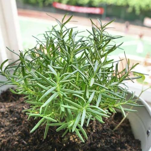 400 pcs rosmarin samen winterhart mehrjährige blumen winterhart pflanzen für garten (Rosmarinus officinalis) kräuter samen hochbeete für garten hochbeet kräuter balkonpflanzen winterhart