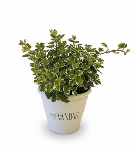 Vandas Pianta di Incenso (Plectranthus Coleoides Variegatus) – Sempreverde Ornamentale Profumata | Vaso Diametro 15 cm | Altezza 25 cm | Foglie Variegate | Made in Italy