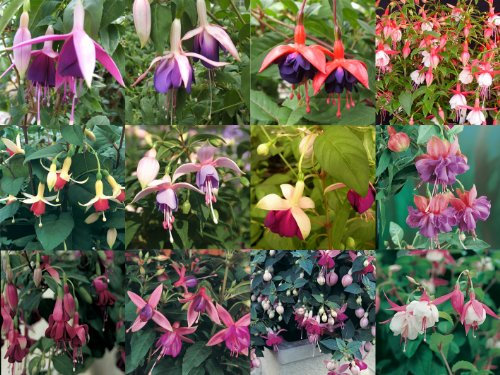 10 x Fuchsia Upright Mixed Collection Plug Plants from Plugplants4u