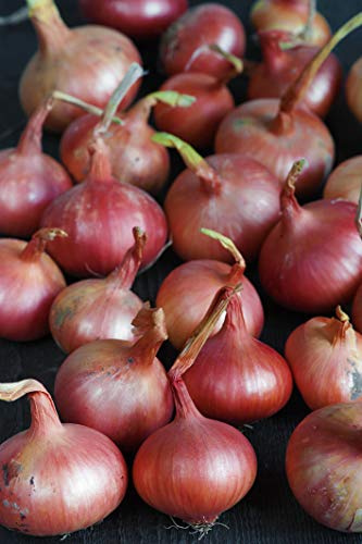 Seedeo® Zwiebel Rossa di Milano L. (Allium cepa L.) ca. 250 Samen BIO