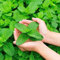 Shiningbaby 500pcs Menthe Verte aux graines de Menthe poivrée pour la Croissance