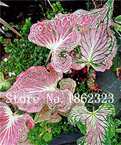 Sumpf frisch 50 Stück Caladium Blumensamen zum Pflanzen rosa 2