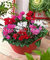 100 pz Ciclamino Fiori, Piante in Vaso per Interni, da Fiore perenne pianta Piante Fiore Ciclamino a Balcone Giardino: 11:Graines