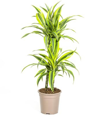 Dracaena Deremensis Lima limón - 70-90cm - Ø19cm - Planta de interior - Hojas perennes