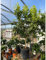 Albero di Limone in Mastello 5 anni