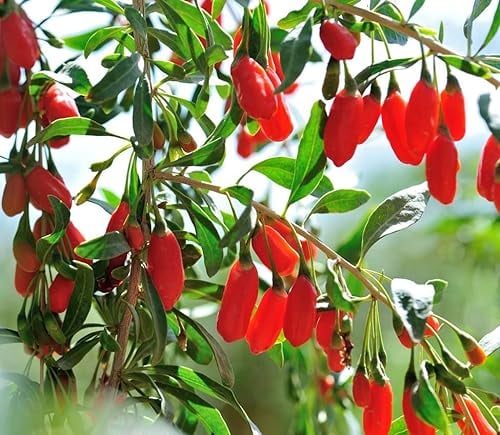 Goji `Little Goji´, Zwergform (kübelgeeignet), Lycium barbarum, ca. 15-30cm im 3,5Liter Topf