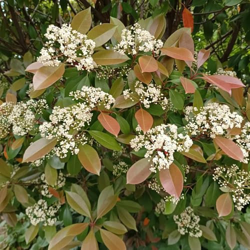 Glanzmispel Red Robin Samen, schnellwachsende sträucher Rote Glanzmispel Hecke Samen, blühende sträucher winterhart winterharte pflanzen für balkon balkonpflanzen winterhart 200pcs