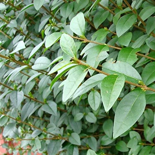 Pianta vera di Ligustrum ovalifolium - Diametro Vaso Ø 18 cm