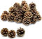 30 Stück Tannenzapfen in goldfarben, 3-4cm natürliche Tannenzapfen Deko Weihnachten, Weihnachtsdeko Set Pinienzapfen für Weihnachtsbasteleien, Vasen- und Schüsselfüller, Heimdeko,Erntedankfest,Winter