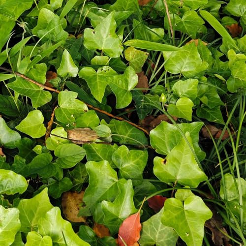 300 piezas Semillas de hiedra resistentes, Semillas de hiedra común, Hedera nepalensis, Plantas colgantes, enredaderas para decoración de vallas. Semillas de hiedra que cubren el suelo,