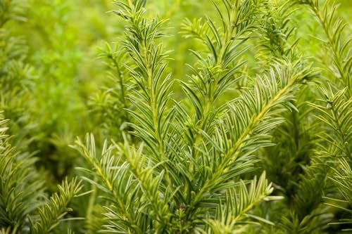 Taxus baccata 'Semperaurea' 30-40 cm - Gelbe Eibe, immergrün, ideal für Hecken und Kübel, winterhart, pflegeleicht