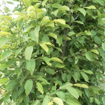 Hainbuchen / Weißbuchen - Carpinus betulus 100 - 125 cm, Container, 3 pro m