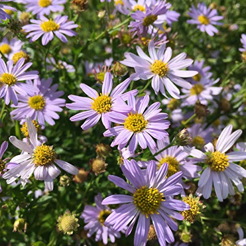 Blumixx Stauden Kalimeris incisa 'Blue Star' – Pflegeleichte Gartenstaude mit blau-violetten Blüten, winterhart & bienenfreundlich, ideal für Beete, Rabatten & naturnahe Gärten
