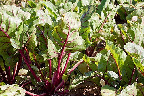 1000+pezzi semi di barbabietola rosso scuro semi biologici dolci gustosi verdure a polpa rossa giardino domestico (barbabietola rossa)