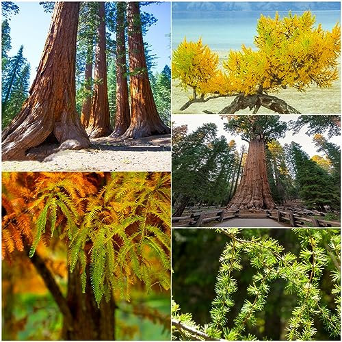 15 pcs mammutbaum bonsai samen - baumsamen pflanzensamen,Sequoiadendron giganteum, balkonpflanzen winterhart bonsai baum grünpflanzen zimmerpflanzen wenig lichtbedarf garten geschenke