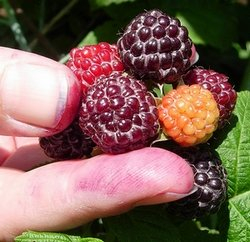 Jewel Schwarze Himbeere Obst Strauch Seed (30 + Samen pro Packung)