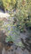 Fotinia Pianta Fotinia Red Robin Vaso Ø 17 cm H 60/80 cm - 1 Pianta Photinia