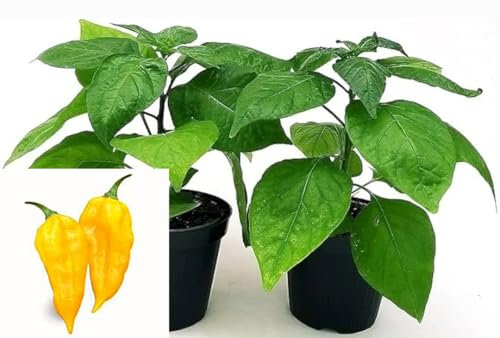 POWERS TO FLOWERS - PEPERONCINO PICCANTE FATALII YELLOW BIO, 2 PIANTE, Vaso 10cm, piante vere