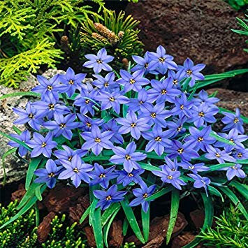 SEMI PLAT FIRM-Varietà spezie Mix giglio di pioggia BULBI bei colori luminosi vigorosa Garden di New