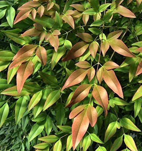 Himmelsbambus Firepower 80-100cm - Nandina domestica - lebende Gartenpflanze aus den Baumschulen