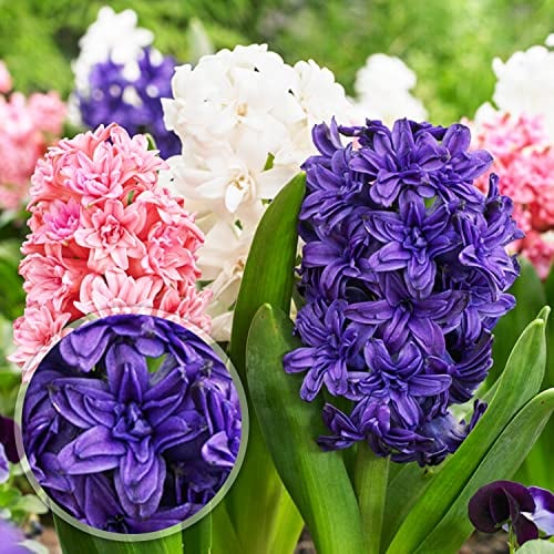 Lot de 15 bulbes hyacinthes parfumés en 5 variétés - 3 de chaque couleur - Fleurs pluriannuelles et résistantes à l'hiver - Mélange d'oignons - Mélange de Hollande pour jardin et pot