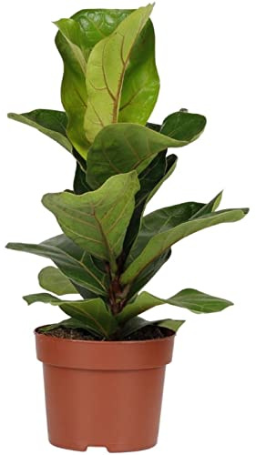 Planta Higuera Hoja de Violín Ficus Lyrata Planta Natural de Interior Planta Viva