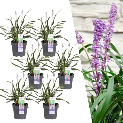 Plants by Frank | 6 Liriope muscari 'Ingwersen' XL | gräser winterhart mehrjährig | 6x Ø 14 cm | stauden winterhart mehrjährig | ziergras winterhart mehrjährig | balkonpflanzen