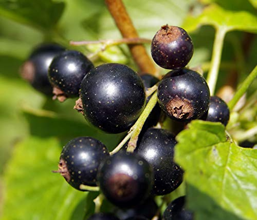 Dehner Johannisbeere Schwarze Perle, schwarze Früchte, ca. 70-80 cm | Ribes nigrum, spättragende Beerensorte, Befruchtersorte erhöht Ertrag, Erntezeit Juli / August
