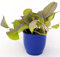 POWERS TO FLOWERS - POTHOS NEON COLOR LIFE PINK IN VASO CERAMICA BLU, v12cm, pianta vera