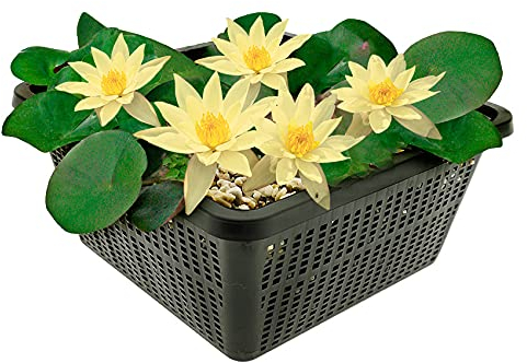 vdvelde.com - Mini Seerose - Gelb - Nymphaea Pygmaea Helvola - - Kleine Seerose- Ausgewachsene Höhe: 5 cm- Platzierung: -10 bis -40 cm