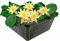vdvelde.com - Mini Seerose - Gelb - Nymphaea Pygmaea Helvola - - Kleine Seerose- Ausgewachsene Höhe: 5 cm- Platzierung: -10 bis -40 cm