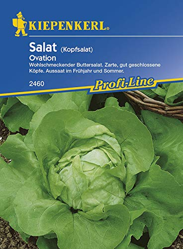 Salatsamen - Kopfsalat Ovation von Kiepenkerl