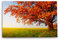 Wandbild 120x80cm Große Eiche Baum Natur Feld Landschaft Horizont