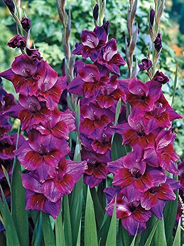 Bulbos de gladiolo/Como planta rara y preciosa/Planta tenaz-2,3 bulbos