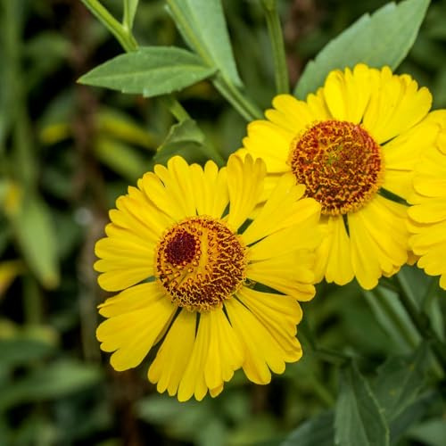 Helenium autumnale Yellow Flowers Cottage Garden Perennial Pollinator Friendly Easy Grow 1x 1 Litre Pot by Thompson and Morgan