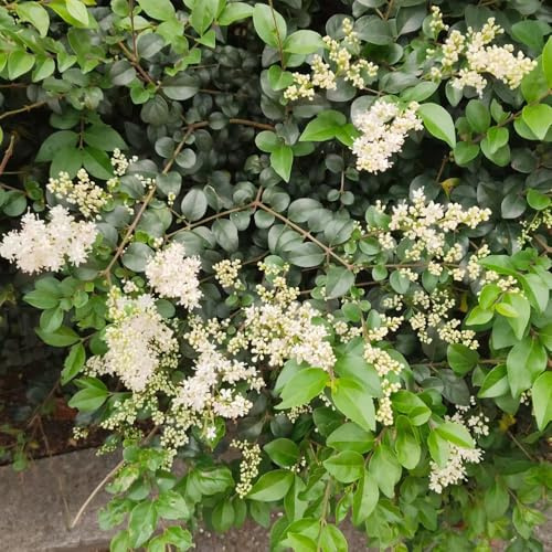 ligustro da siepe sempreverdi Ligustrum lucidum decorazioni da giardino resistenti resistenti in vaso appartamento che purificano l'aria in vaso balcone rare decorazioni 60semi